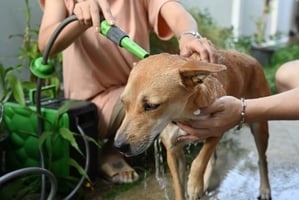 Volunteer taking care of a dog. Showering him in the garden. Animal care concept.