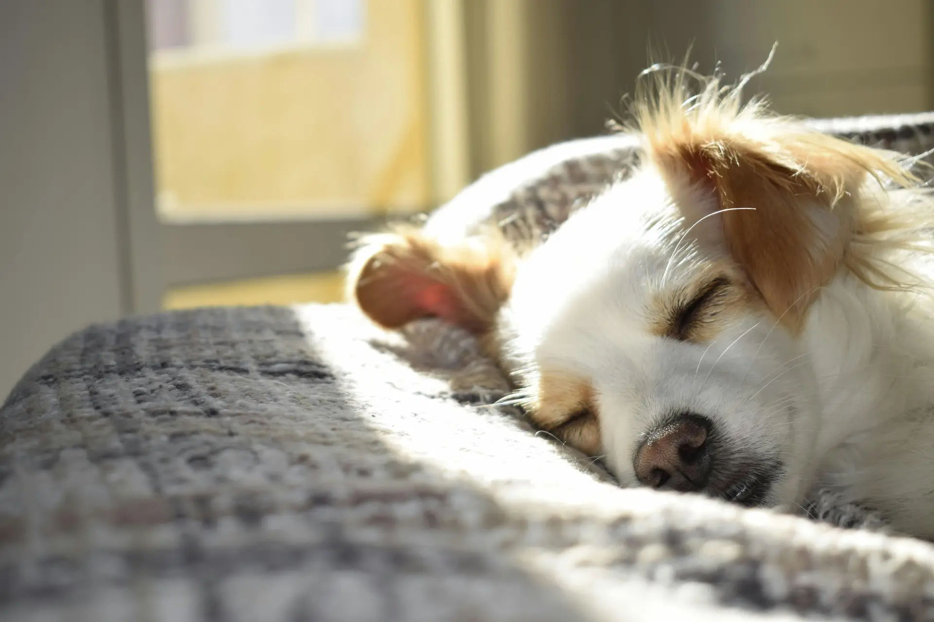 Animals might also need volunteer support in times of emergencies. You might be able to sign up to foster a survivor’s animal while they are in an emergency shelter or rebuilding their home. 