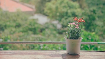 A nice potted plant can have even more meaning if you gift a re-purposed pot with flowers grown by your own staff, beneficiaries, or other team members from seed. 